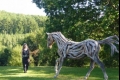 فنانة مدهشة تصنع خيول بحجمها الطبيعي من الأخشاب الطافية