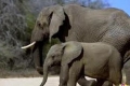 علماء تايلانديون: الفيلة تعزي بعضها