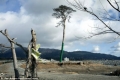 بالصور.. اليابان تكرم &quot;الشجرة&quot; الوحيدة الناجية من تسونامي 2011