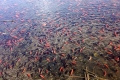 أسماك الزينة تغزو بحيرة بولاية كولورادو الأمريكية