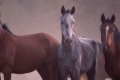 بالفيديو.. قناة تليفزيونية ترصد الوحشية مع الخيول قبل ذبحها في بريطانيا