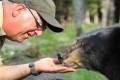 بالفيديو: كندي يصادق الدببة السوداء المفترسة منذ طفولته