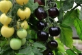 الـ3 حبات بـ4 يورو .... صورة: أول شجرة تنتج طماطم سوداء وبيضاء
