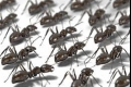 دراسة: أسراب النمل تحل مشكلة الأزمة المرورية