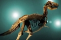 الديناصورات أخف وزنا عما اعتقد العلماء
