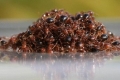 النمل يشكل أطوافا للنجاة من الفيضانات