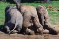 بالصور.. إياك واللعب مع الفيلة.. حتى لو كانوا صغاراً