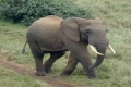 شاهد بالفيديو ـ فيل يبكي على فراق أمه لساعات