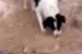 بالفيديو.. كلبٌ يدفن جرواً بعدما اكتشف جثته