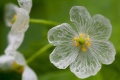 زهرة «الهيكل العظمي» تتحول إلى شفافة تحت مطر