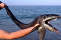 سمكة نادرة تصعد من أعماق المحيط إلى ساحل كارولينا الشمالية