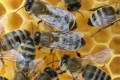 النحل في جميع أنحاء العالم يعيش حالة من النفوق الجماعي