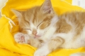 لماذا القطط تنام ضعف ما ينام الإنسان؟