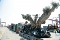 نقل 58 شجرة زيتون عمرها 1400 سنة من أوروبا إلى دبي