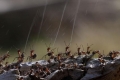 شاهد.. كيف يدافع النمل عن نفسه من الحشرات والطيور المفترسة