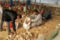 نفوق 43 ألف طير دجاج نتيجة المنخفض الجوي الأخير في قطاع غزة