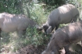 الخنزيرُ البري...سلاح إسرائيل الموجه نحو المزارعين