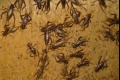 بالصور والفيديو.... حشرات الكريكيت آكلة اللحوم تغزو أوكلاهوما