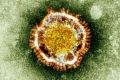 فيروس كورونا: ما هو المدى الذي يمكن أن ينتشر فيه الفيروس بين البشر