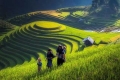 بالصور: ليست لوحات سريالية.. إنها حقول الأرز
