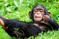 العلماء يثبتون ادمان القردة على تناول الكحول