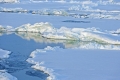 صحيفة الغارديان البريطانية تتألق في الكذب حول الجليد في القطب الشمالي.. ...تفضل وشاهد حجم ...