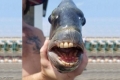 اصطياد سمكة مخيفة ذات &quot;أسنان بشرية&quot;