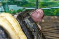 بالصور.. توظيف أخطر الثعابين الضخمة والمميته لعمل &quot;مساج&quot; لزوار حديقة