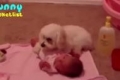 الفيديو: كلب يحتضن رضيعة ليحميها من مكنسة كهربائية