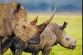 جنوب افريقيا فقدت عددا قياسيا من وحيد القرن في 2014