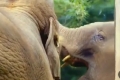 بالفيديو .. فيل ينظر لنفسه بشغف في المرآة لأول مرة