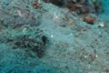 بالفيديو: ثعبان البحر الشفاف من أغرب الكائنات على وجه الأرض