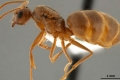 بالفيديو: النمل المجنون يهاجم أميركا ويأكل الجوالات والأجهزة اللوحية