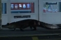 بالفيديو.. تمساح ضخم يرعب المتسوقين في مركز تجاري