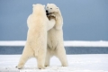 شاهد.. كيف ترقص الدببة القطبية مع بعضها البعض؟!