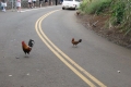 لماذا عبرت الدجاجة هذا الطريق؟