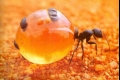 عجيبة من عجائب المخلوقات... قدور العسل يحاكي النمل تماماً كالنحل... شاهد الصور والفيديو