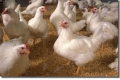 الزراعة تحدد أسعار جديدة للحم العجل والدجاج