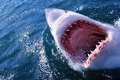 لماذا لا يتناول الإنسان لحم سمك القرش بخلاف معظم الكائنات البحرية؟