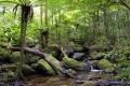 دراسة: ارتفاع نسبة ثاني أكسيد الكربون يعزز كفاءة استخدام الأشجار للمياه
