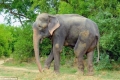 بالفيديو والصور.. بكاء فيل أسير لحظة تحريره بعد تعذيبه 50 عامًا على يد صاحبه