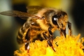 النحل أكثر فائدة للبريطانيين من “العائلة المالكة”