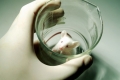 لماذا يفضل العلماء تجربة الأدوية على الفئران بالذات ؟