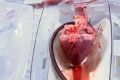 بالفيديو…شاهد قلبك وهو ينبض خارج جسمك