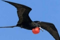علماء يدرسون استخدام طائر الفرقاطة لرصد الأعاصير