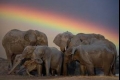 بالصور.. مصرع 80 فيلاً في مجزرة بمحمية زيمبابوي
