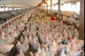 اسعار الدجاج واللحوم ستنخفض ابتداء من الاثنين المقبل