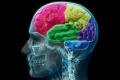 اكتشاف دماغ ثالث في جسم الإنسان