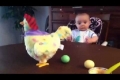 بالفيديو: شاهد ردة فعل رضيع لحظة وضع دجاجة بيضها