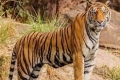 لماذا تمتلك النمور لوناً برتقالياً؟ حقيقة مثيرة للدهشة من عالم الحيوان